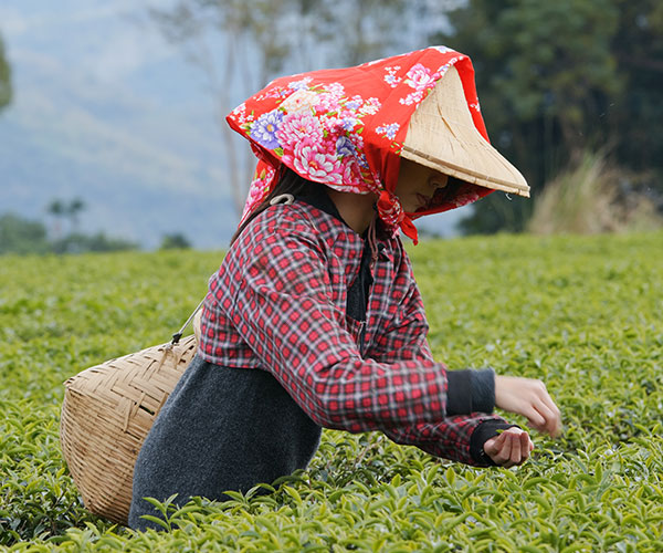 Darjeeling Tour Package